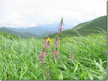 ヨツバシオガマ         月山（がっさん 標高1984m）にて     2010.7.30     （ゴマノハグサ科。この科に属する野草には、美しい青色の花とそのすらりと伸びる花茎で知られるクガイソウやヤマルリトラオオなどがあります）