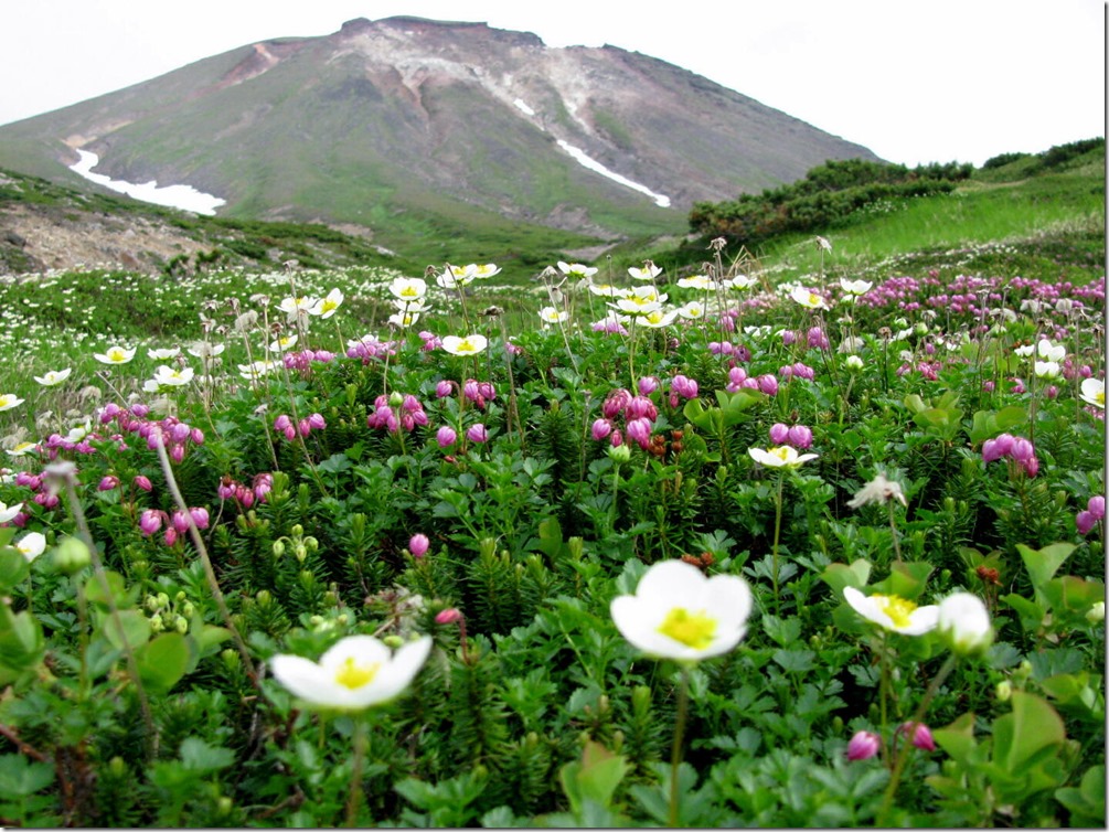 チングルマとエゾノツガザクラ　　北海道　大雪山（旭岳）標高2291m   2014.7.22 