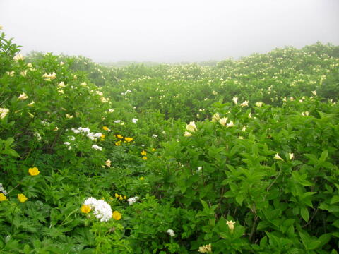 ウコンウツギの群生（手前の白い花はカラマツソウ）（次の写真）