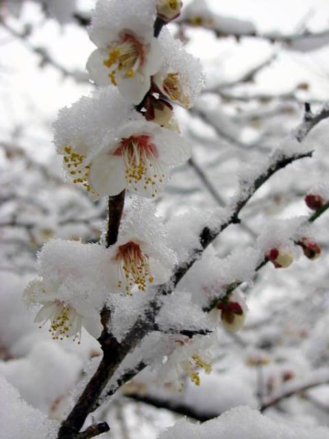 雪の中の梅　　  2011.2.14撮影（徳島県小松島市）