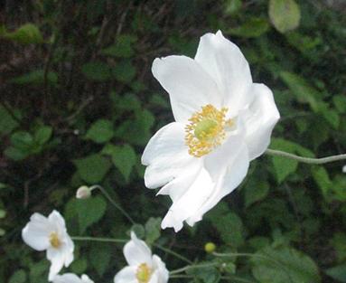 シュウメイギク 秋明菊